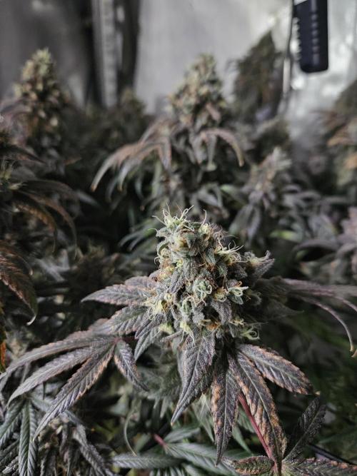 Blue Zushi Dutch Passion. Week 16