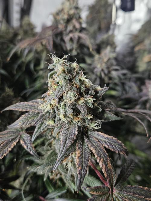 Blue Zushi Dutch Passion. Week 16