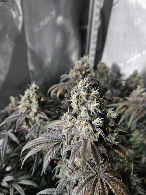 Blue Zushi Dutch Passion. Week 16