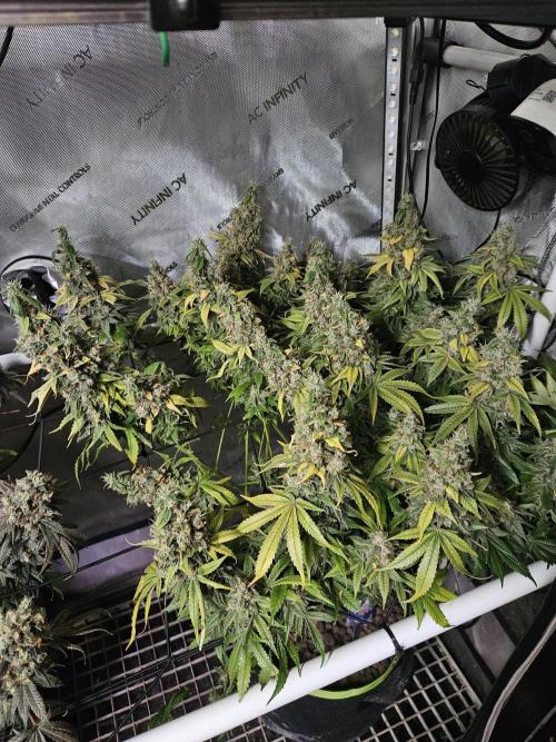 Sticky Brokkoli Zamnesia Eternity Cup. Week 16