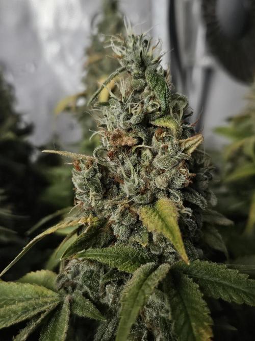 Sticky Brokkoli Zamnesia Eternity Cup. Week 16