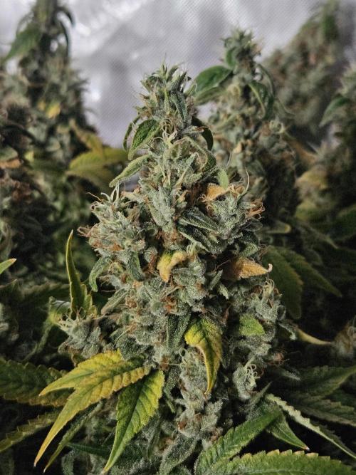 Sticky Brokkoli Zamnesia Eternity Cup. Week 16