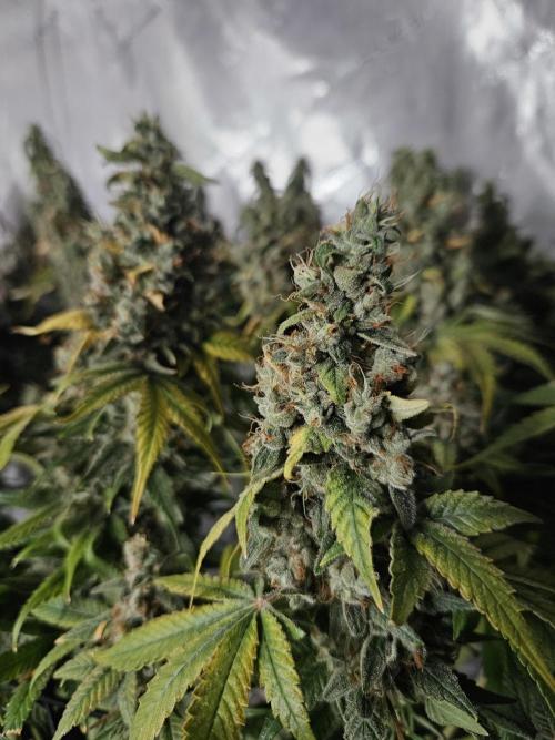 Sticky Brokkoli Zamnesia Eternity Cup. Week 16