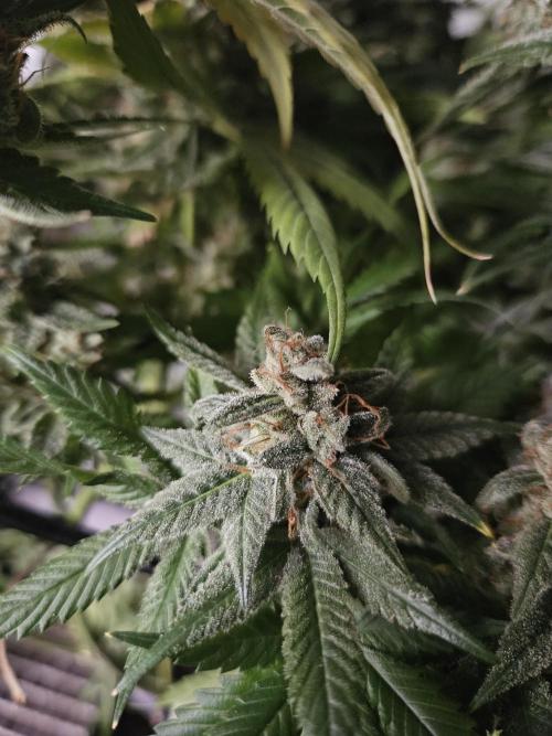 Sticky Brokkoli Zamnesia Eternity Cup. Week 16