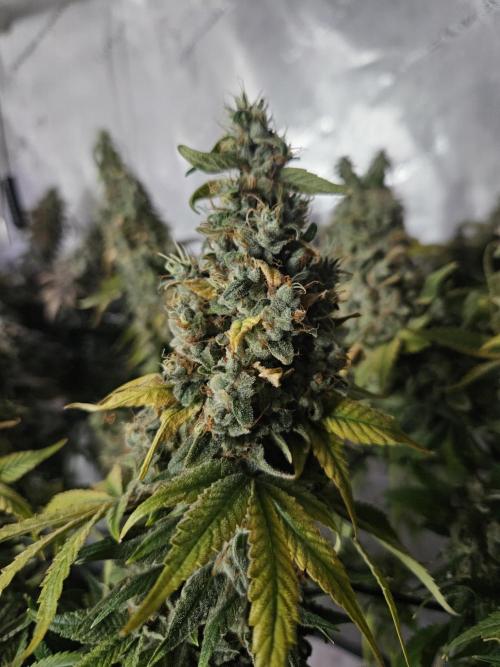 Sticky Brokkoli Zamnesia Eternity Cup. Week 16