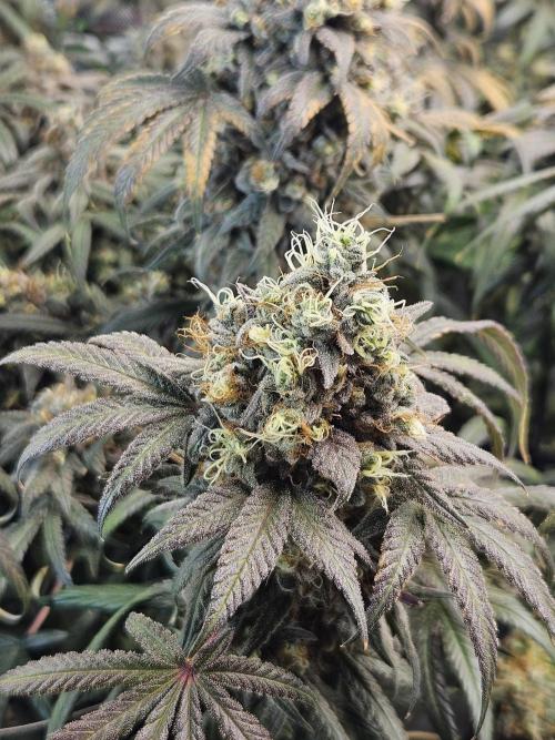 Blue Zushi Dutch Passion. Week 17