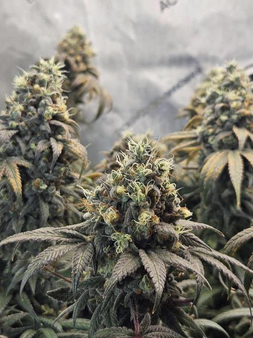 Blue Zushi Dutch Passion. Week 17