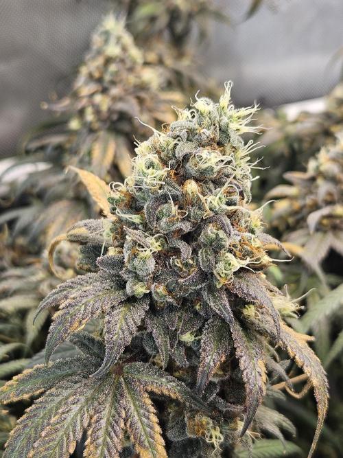 Blue Zushi Dutch Passion. Week 17