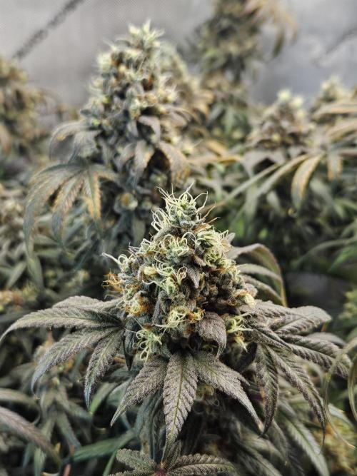 Blue Zushi Dutch Passion. Week 17