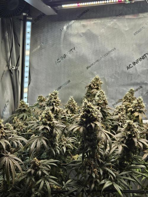 Blue Zushi Dutch Passion. Week 17