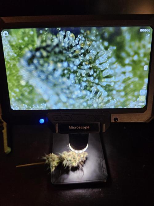 Blue Zushi Dutch Passion. Week 17