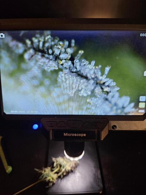 Blue Zushi Dutch Passion. Week 17