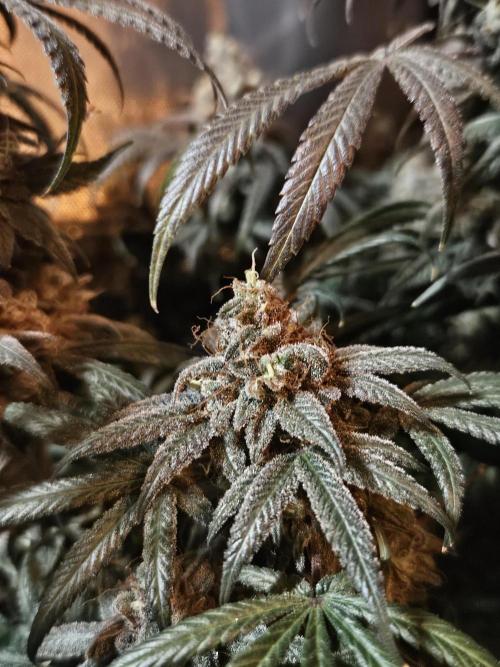 Blue Zushi Dutch Passion. Week 17