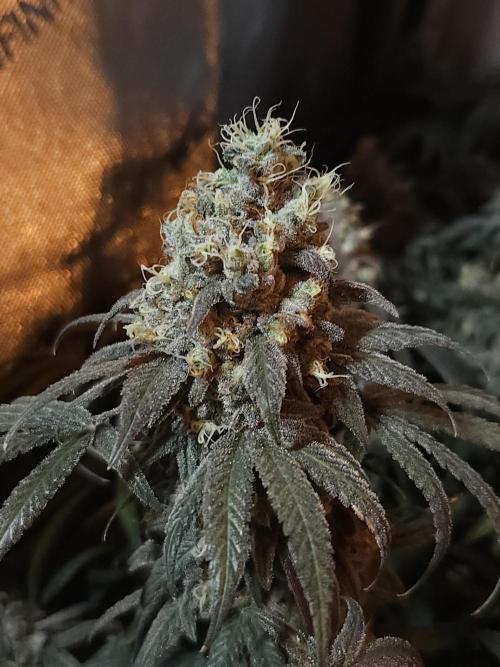 Blue Zushi Dutch Passion. Week 17