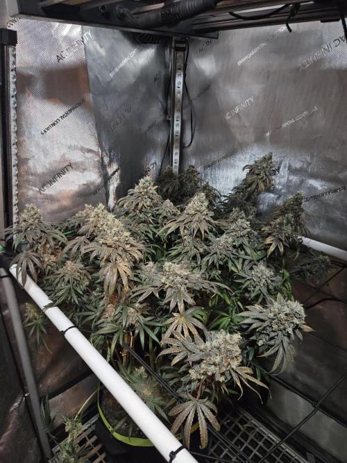 Blue Zushi Dutch Passion. Week 17