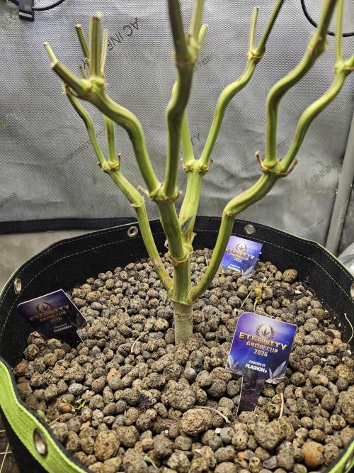 Blue Zushi Dutch Passion. Week 17