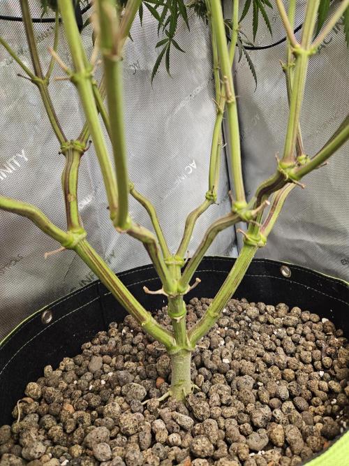 Blue Zushi Dutch Passion. Week 17