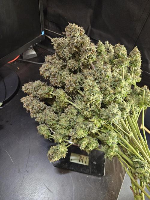 Blue Zushi Dutch Passion. Week 17