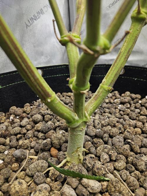 Blue Zushi Dutch Passion. Week 17