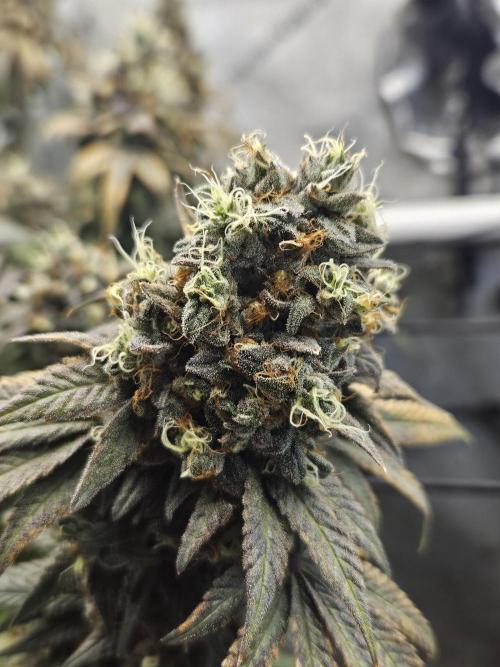 Blue Zushi Dutch Passion. Week 17