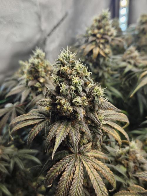 Blue Zushi Dutch Passion. Week 17