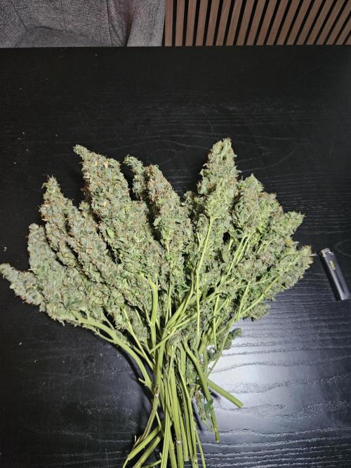Sticky Brokkoli Zamnesia Eternity Cup. Week 17