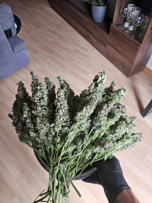 Sticky Brokkoli Zamnesia Eternity Cup. Week 17