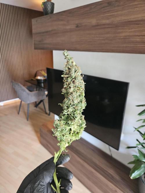 Sticky Brokkoli Zamnesia Eternity Cup. Week 17