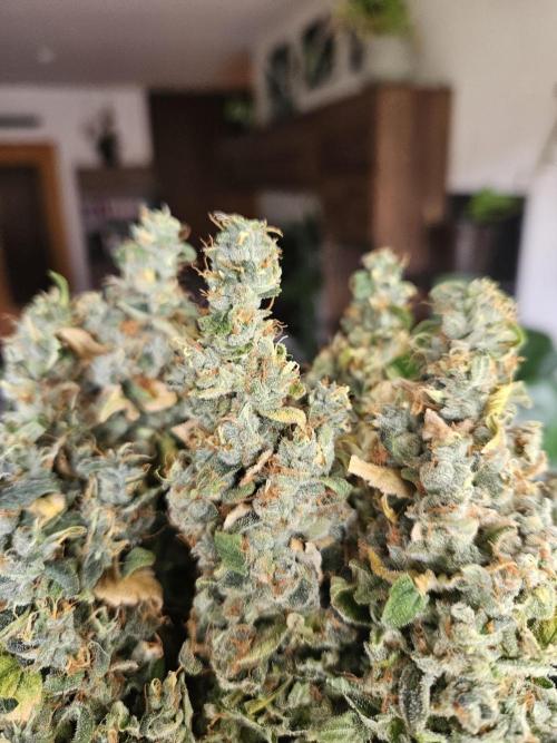 Sticky Brokkoli Zamnesia Eternity Cup. Week 17