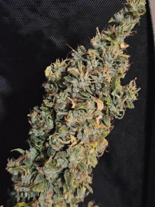 Sticky Brokkoli Zamnesia Eternity Cup. Week 17