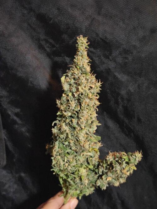 Sticky Brokkoli Zamnesia Eternity Cup. Week 17