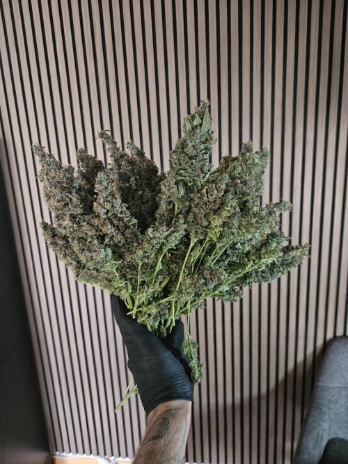 Sticky Brokkoli Zamnesia Eternity Cup. Week 17