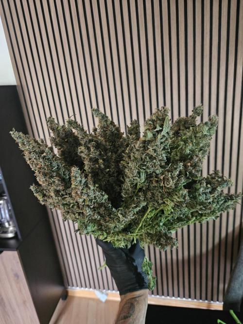 Sticky Brokkoli Zamnesia Eternity Cup. Week 17