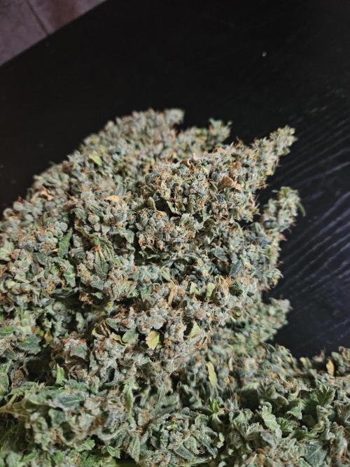Sticky Brokkoli Zamnesia Eternity Cup. Week 17