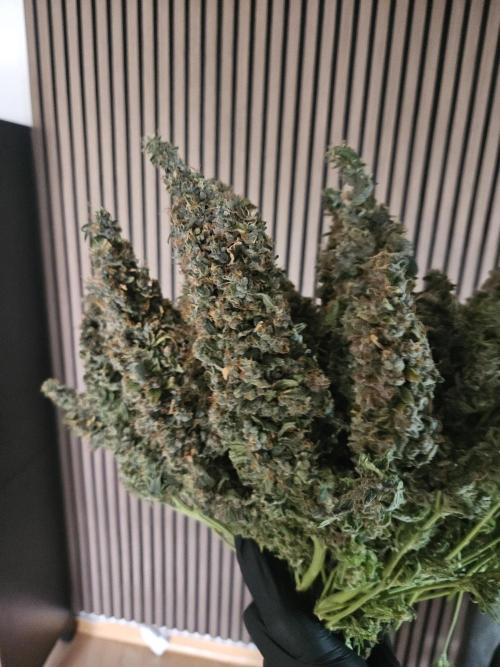 Sticky Brokkoli Zamnesia Eternity Cup. Week 17