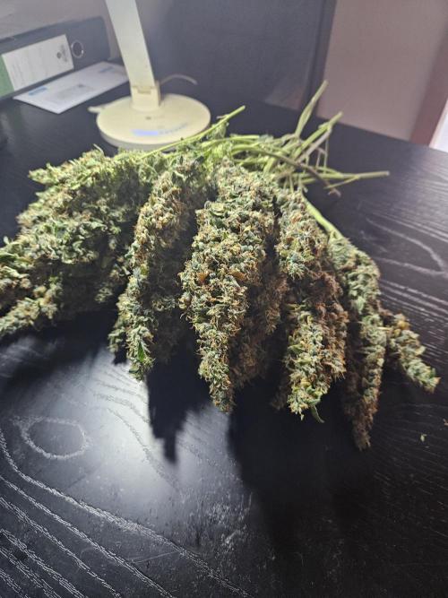 Sticky Brokkoli Zamnesia Eternity Cup. Week 17