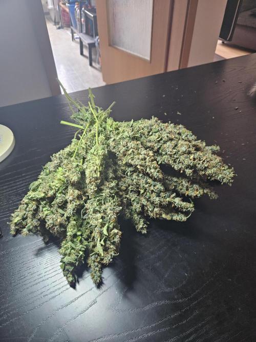 Sticky Brokkoli Zamnesia Eternity Cup. Week 17