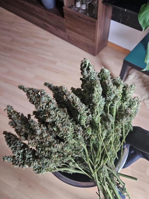 Sticky Brokkoli Zamnesia Eternity Cup. Week 17