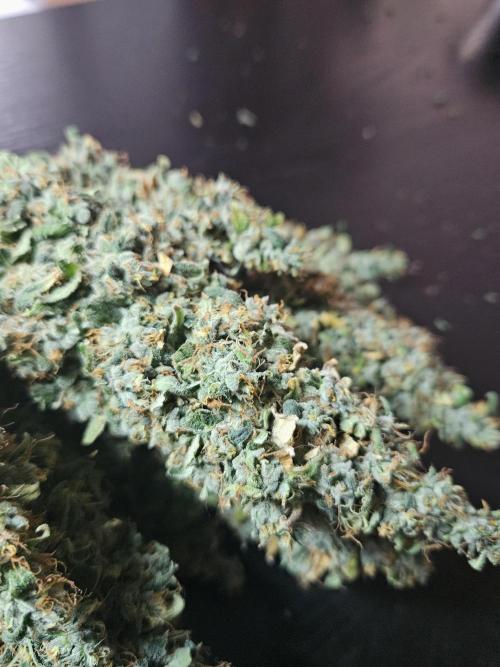Sticky Brokkoli Zamnesia Eternity Cup. Week 17