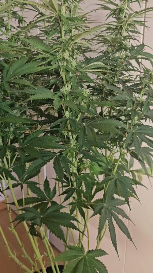 OG Kush Auto Autoseeds