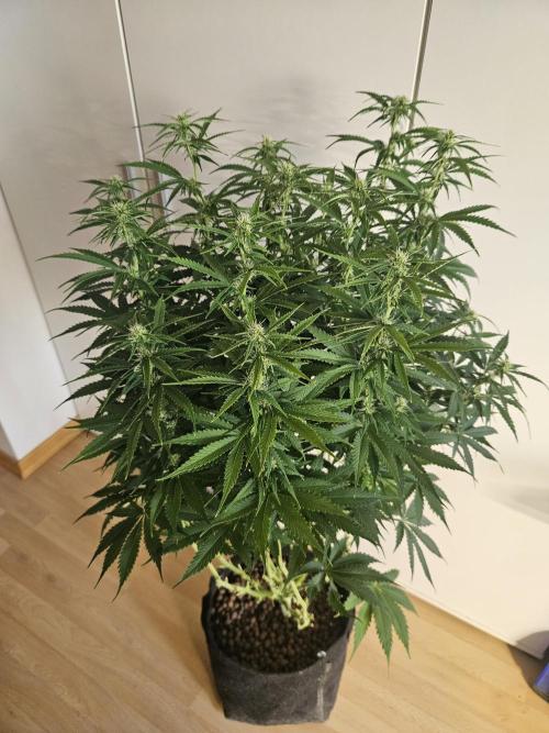 OG Kush Auto Autoseeds. Week 8
