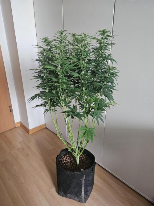 OG Kush Auto Autoseeds. Week 8