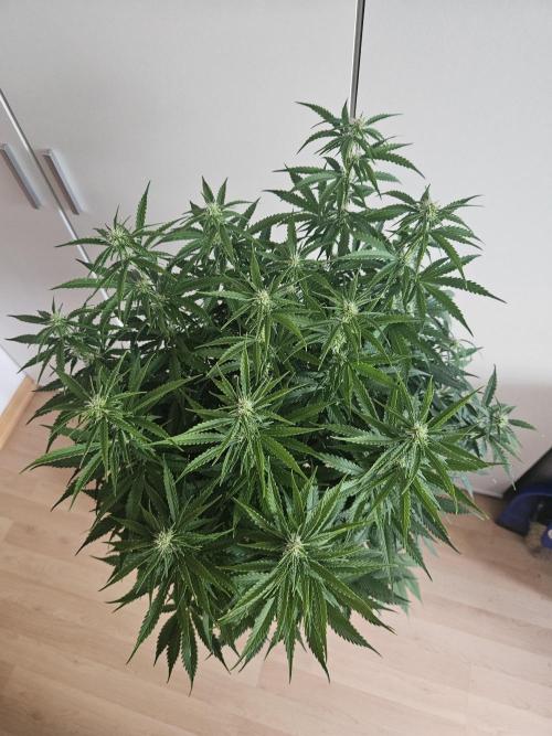 OG Kush Auto Autoseeds. Week 8
