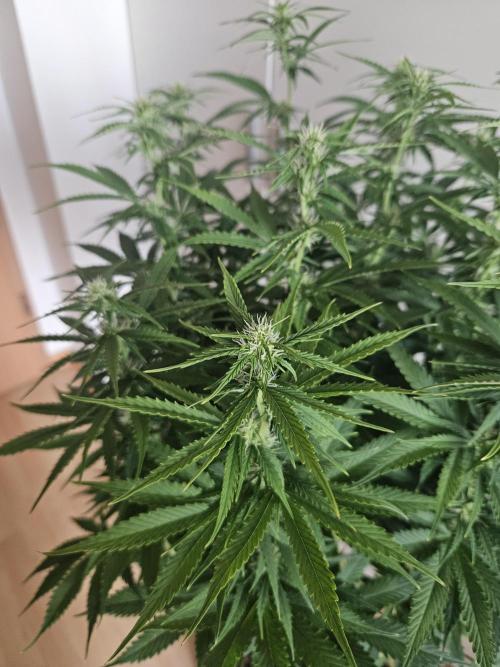 OG Kush Auto Autoseeds. Week 8