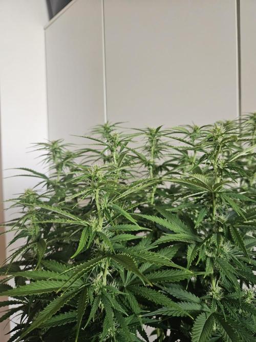 OG Kush Auto Autoseeds. Week 8