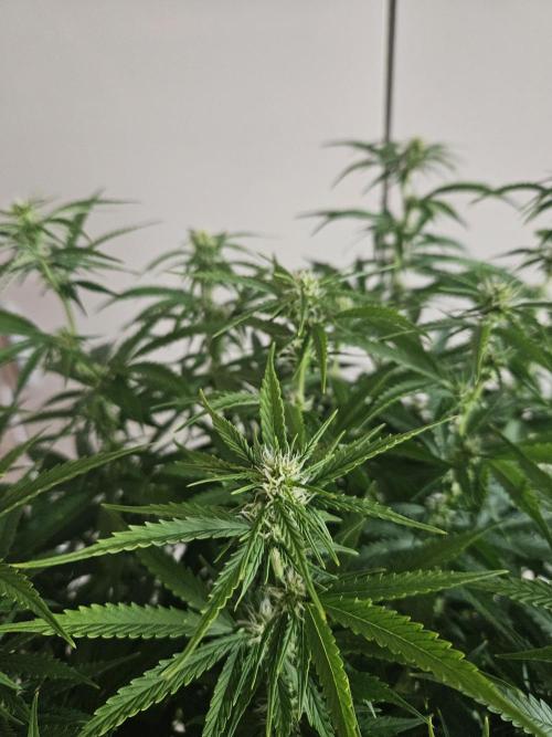 OG Kush. Week 8