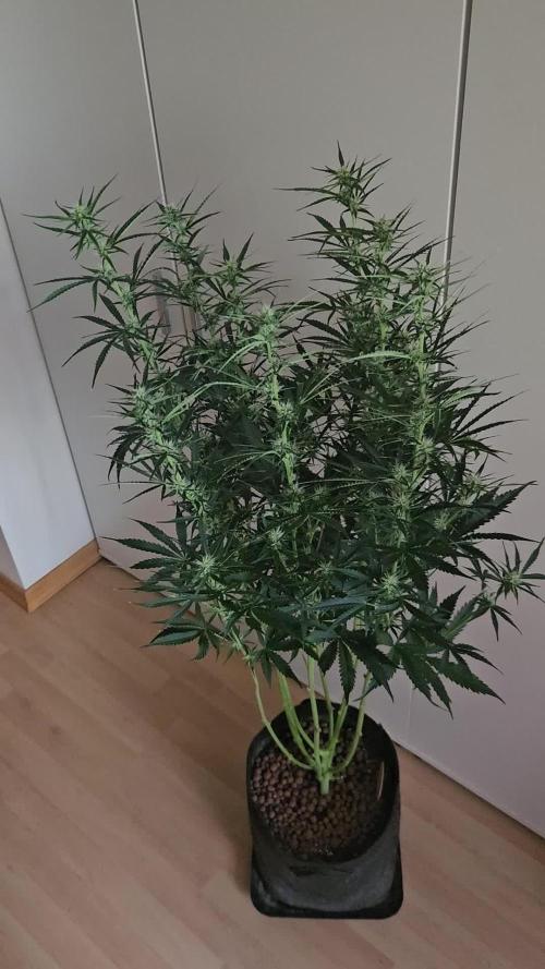 FumePop Auto Orginalsensibleseeds