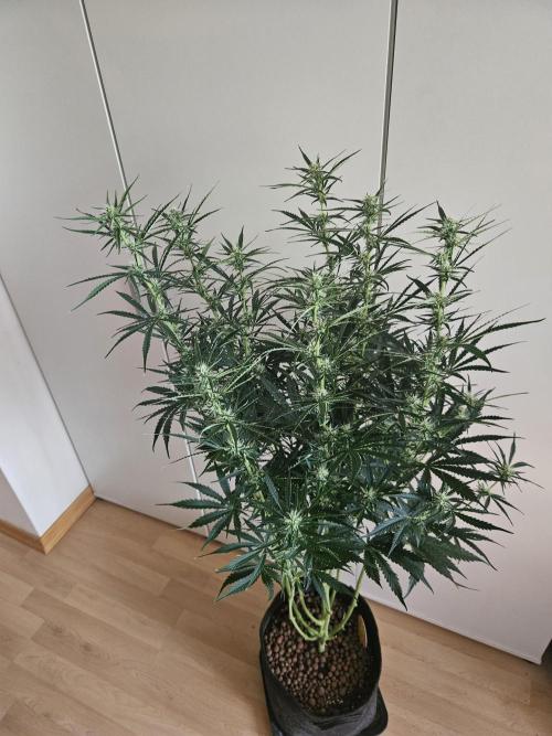 FumePop Auto Orginalsensibleseeds. Week 6
