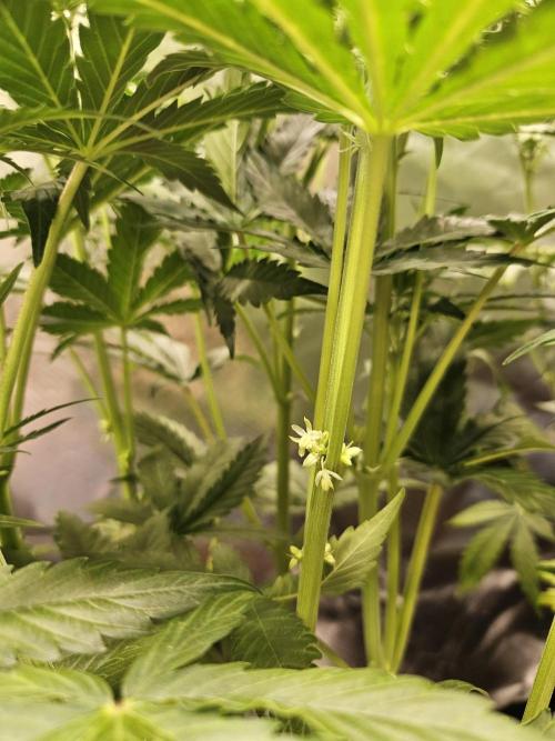 FumePop Auto Orginalsensibleseeds. Week 6