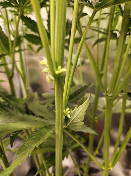 FumePop Auto Orginalsensibleseeds. Week 6